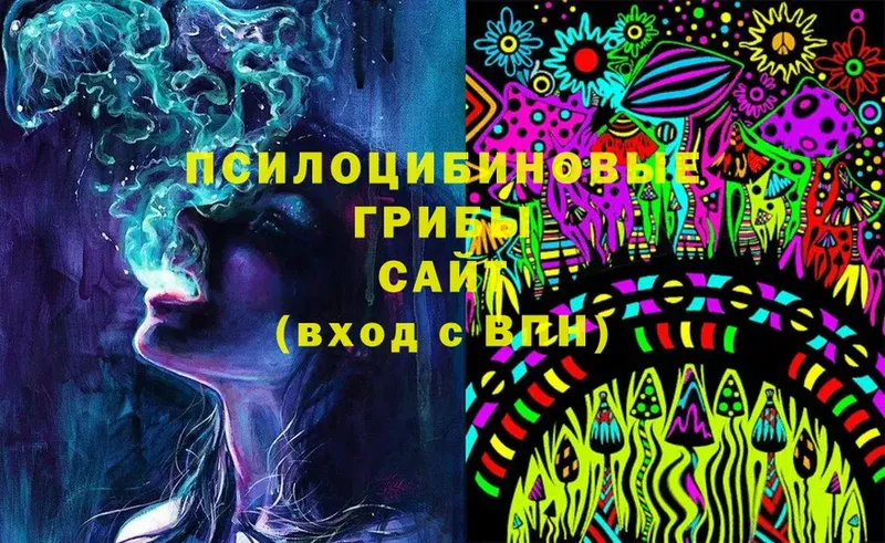 купить наркотики сайты  Кашин  Псилоцибиновые грибы Psilocybe 